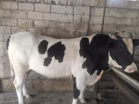 Bull, Russian Black pied cattle — photo 5