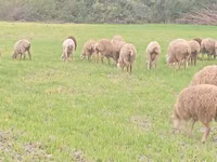 Ram, Sheep — photo 3