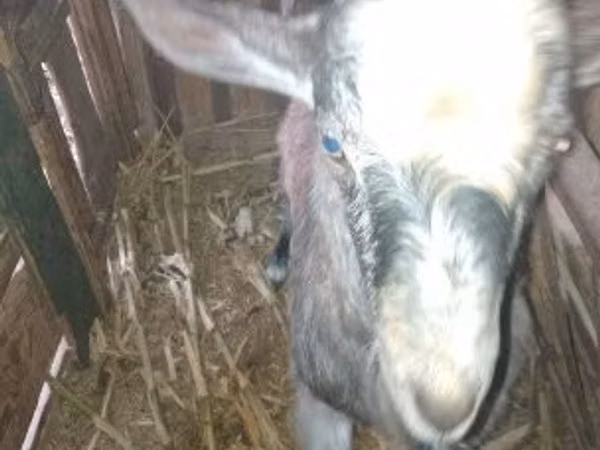 Billy Goat, Goats — Hungary