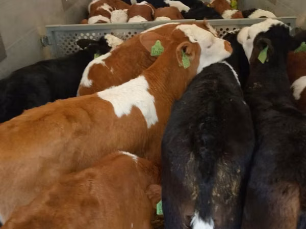 Szarvasmarha (tétel, nem megadva), Simmental cattle — Lengyelország