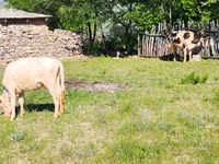 Cow, Latvian Blue cattle — photo 3