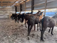 Faras, Horse breed — sawirka 3