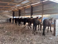 Faras, Horse breed — sawirka 2