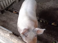 Sow, Pigs — photo 3