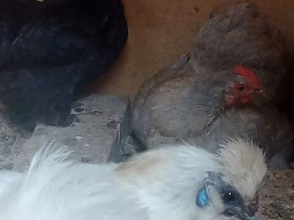 Chickens — Uzbekistan
