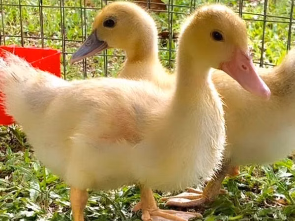 Ducks — Kirgistaan