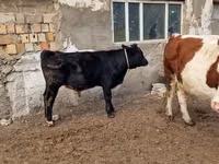 Cow, Swiss cattle — photo 2