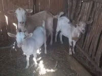 Goat, Goats — photo 3