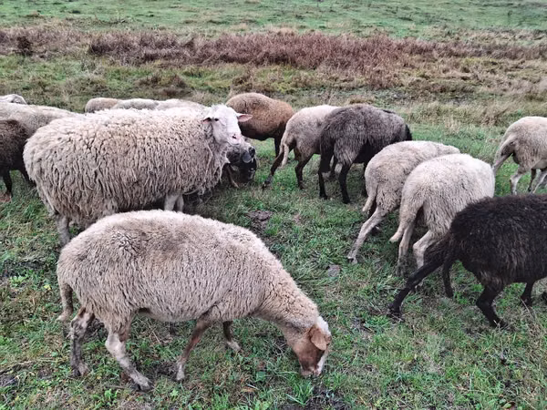 میش, Assaf sheep