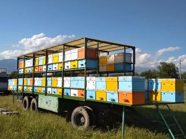 Продам полностью рабочую мобильную пасеку с прицепом: ✅ Вместимость —