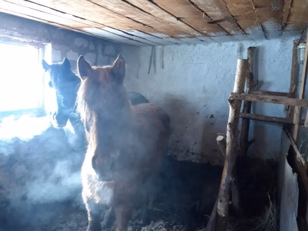 ม้าตัวผู้, Kazakh horse — คาซัคสถาน
