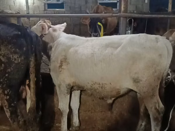 Bull, Swiss cattle — Kyrgyzstan