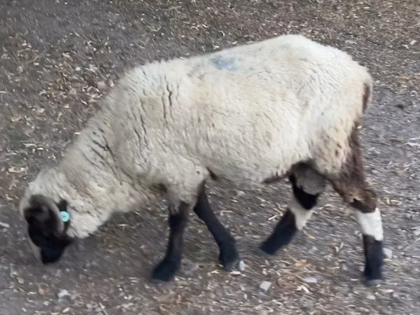 Ram, Sheep — Kazakhstan