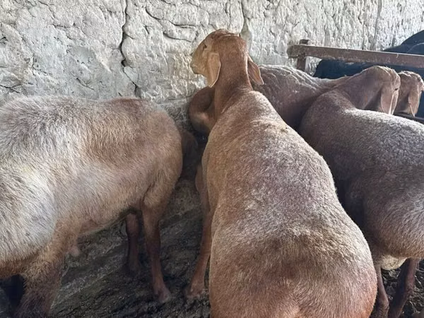 Sheep (batch, sex not specified), Sheep