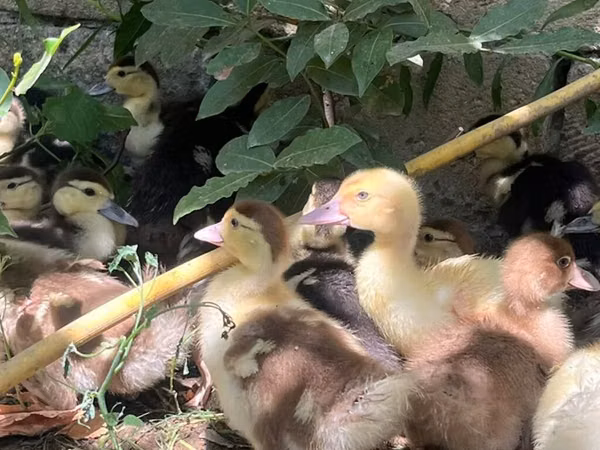 Ducks — Азербайджан