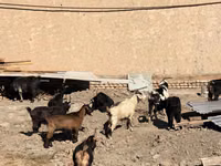 بز (گروه، جنسیت مشخص نشده), بز — عکس 3