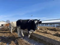 Vaca, Russian Black pied cattle — foto 2