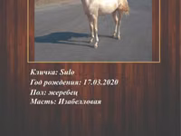 حصان, Akhal-Teke — الصورة 3