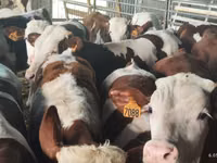 公牛, Simmental cattle — 照片 2