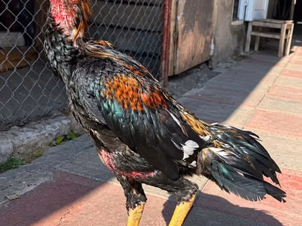 Chickens