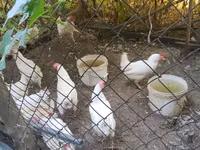 Chickens — ছবি 2