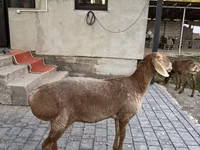 Sheep, Arashan sheep — photo 2