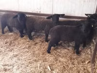 Sheep, White Suffolk sheep — photo 2