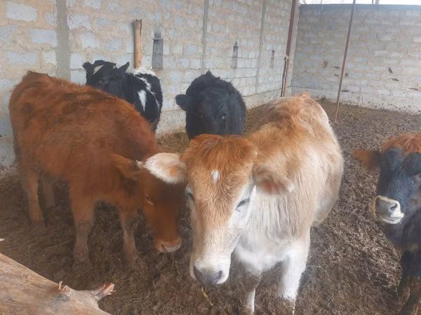Cattle (batch, sex not specified), Cattle — Uzbekistan