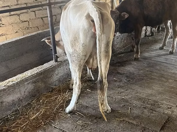 Cow, Simmental cattle — Kyrgyzstan