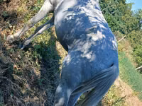 Horse (M), Horses — photo 5