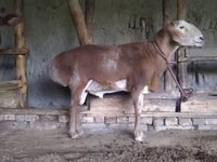Kambing jantan, Edilbay sheep — foto 2