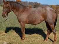 Kuda betina, Quarter Horse — foto 4