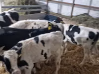 Bydło (partia, płeć nieokreślona), Russian Black pied cattle — zdjęcie 2