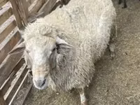 Ram, Merino sheep — photo 4