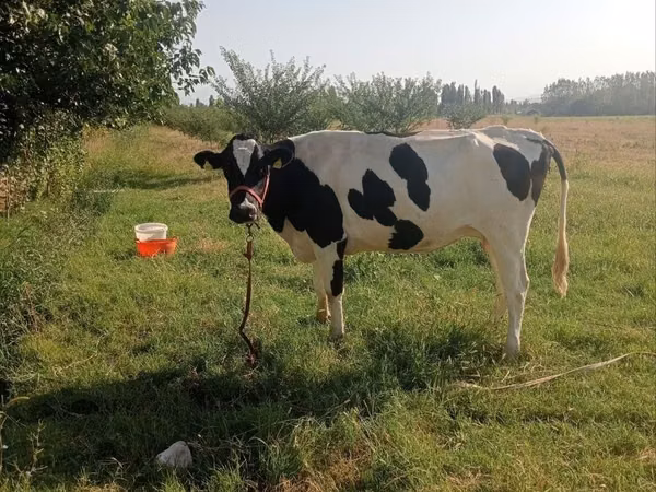 Cow, Holstein breed — Uzbekistan
