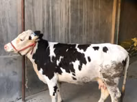 Cow, Cattle — photo 2
