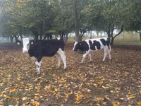 雌牛, Russian Black pied cattle — 写真 2