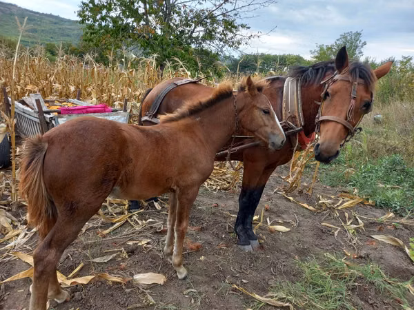 Kuda betina, Horses — Moldova