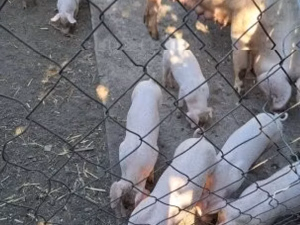Sow, Pigs — Hungary