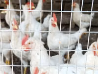 Chickens — عکس 4