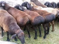 Ram, Sheep — photo 3