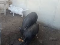 Pigs (batch, sex not specified) — photo 6