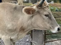 Cow, Simmental cattle — photo 4