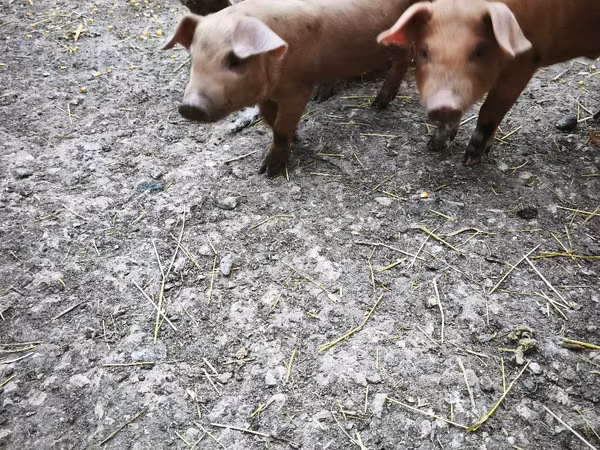 Boar,  — Moldova