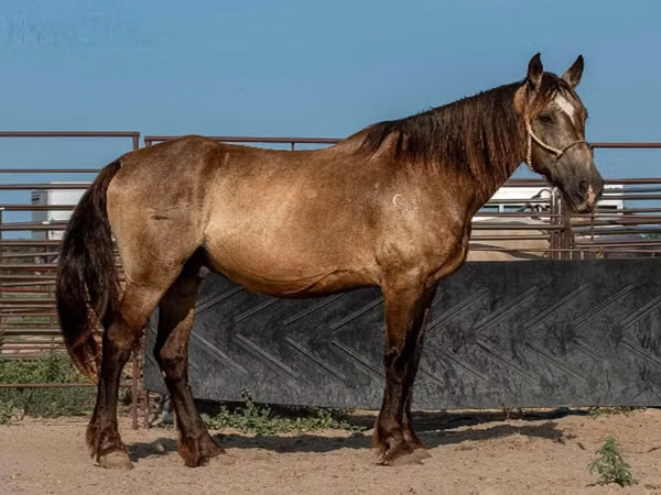 Horse (M), Horses — United States