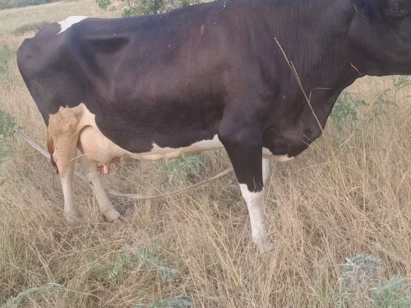Cow, Holstein breed — Kazakhstan