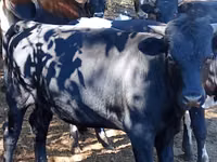 Bull, Cattle — photo 5