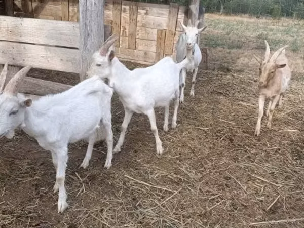 Kambing jantan, Goats — Hungary
