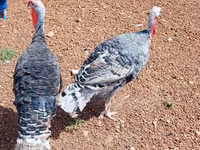 Turkeys — foto 2