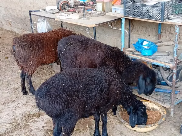 Ram, Sheep